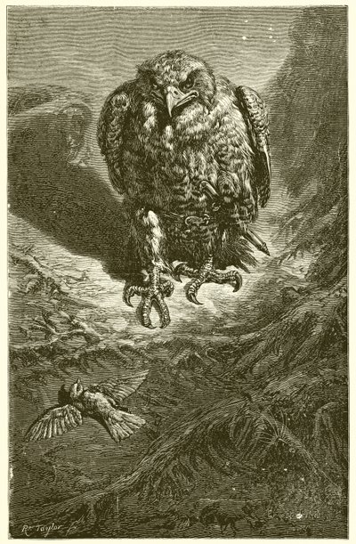 Il falco e l