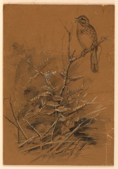 Passero Canoro da Ernest Thompson Seton