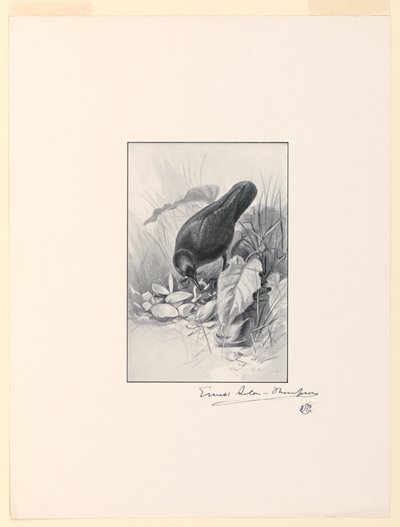 Il Manico di una Tazza di Porcellana, il Gioiello della Collezione da Ernest Thompson Seton