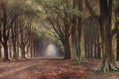 Il viale dei faggi, Thoresby (litografia a colori) da Ernest William Haslehust