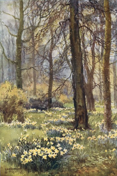 Il Deserto in Primavera da Ernest William Haslehust