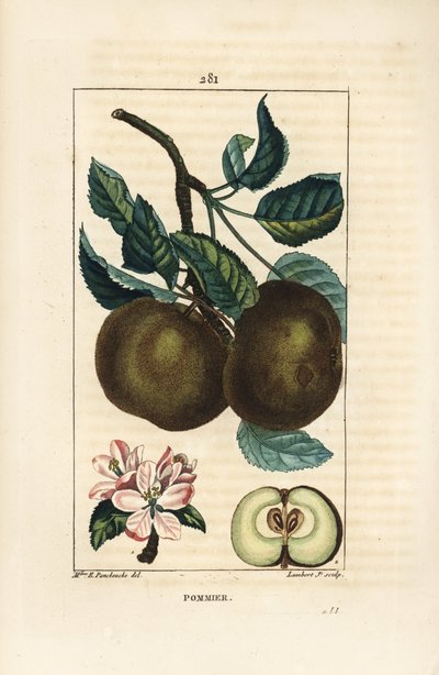 Melo - Mela, Malus domestica, con ramo, foglia, frutto, fiore e frutto maturo in sezione che mostra i semi. Incisione a puntasecca colorata a mano di Lambert Junior da un disegno di Ernestine Panckoucke da Chaumeton, Poiret e Chamberet