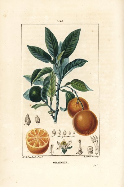 Bigaradier, arancia, Citrus aurantium, con ramo, foglia, fiore, frutto maturo e immaturo, e sezione del frutto da Ernestine Panckoucke