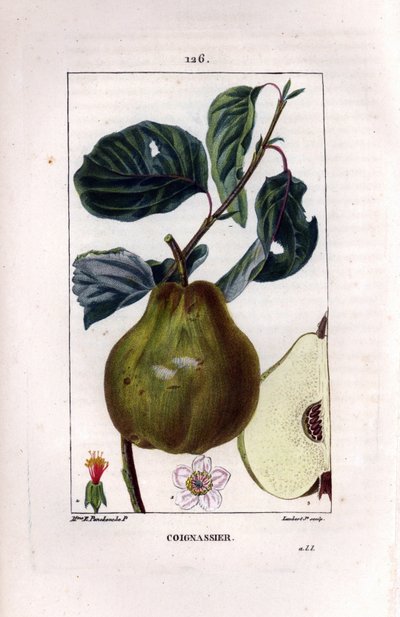 Tavola botanica: albero di cotogno, Pyrus oblonga, con frutto, fiore, foglie, ramo e sezione del frutto da Ernestine Panckoucke