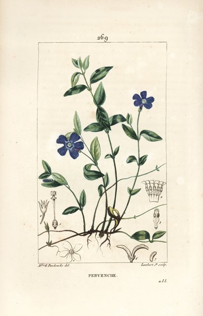 Pervinca minore, Vinca minor, con fiore, foglia, stelo, radice e seme da Ernestine Panckoucke