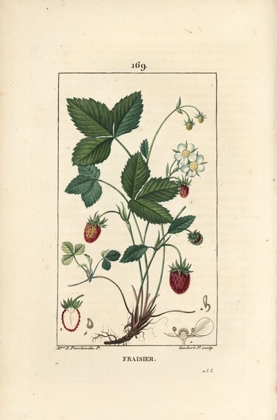 Fragola coltivata da Ernestine Panckoucke