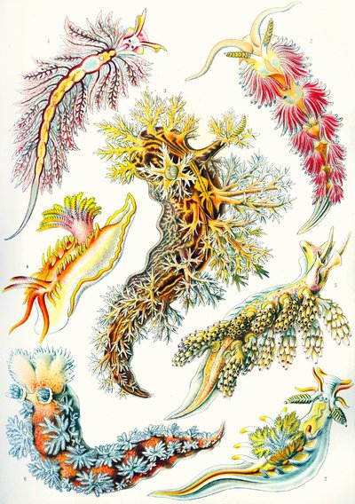 Una collezione di Nudibranchia da 