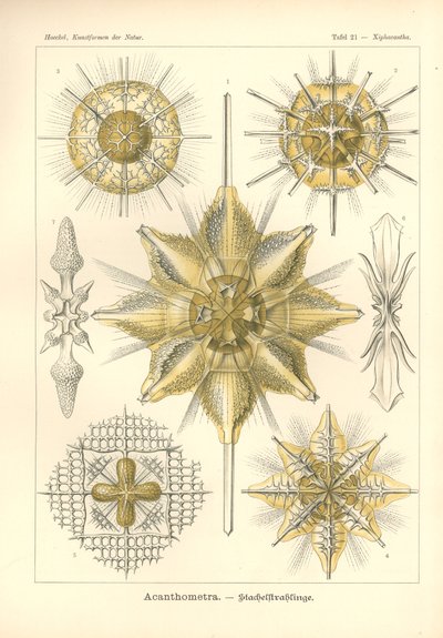 Acanthometra - Stachelstrahlinge, Pl.21 da 