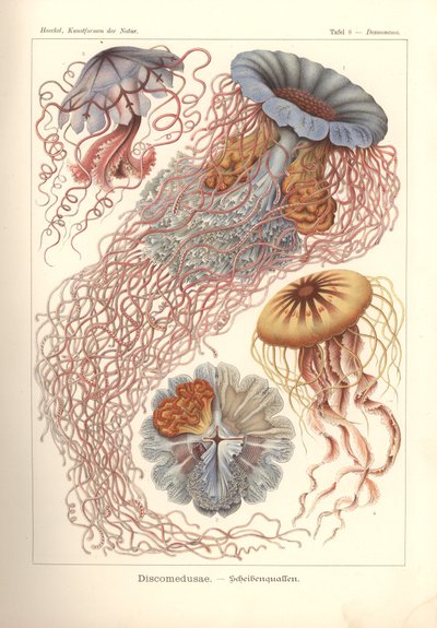 Discomedusae - Scheibenquallen, Pl. 8 da 