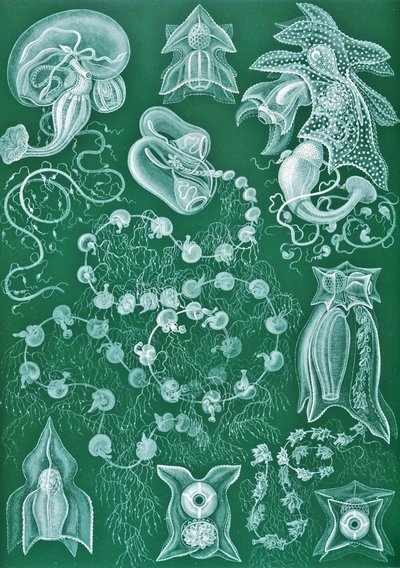 Esempi di Siphonophorae da 