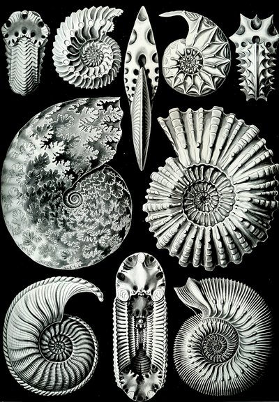 Illustrazione di Ammonitida da "Kunstformen der Natur" 1904 da Ernst (after) Haeckel