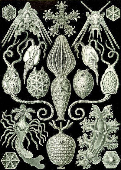 Illustrazione di Amphoridea da "Kunstformen der Natur" 1904 da Ernst (after) Haeckel