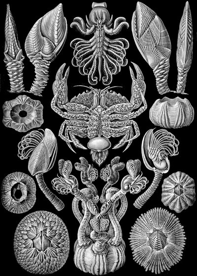 Illustrazione di Cirripedia da "Kunstformen der Natur" 1904 da Ernst (after) Haeckel