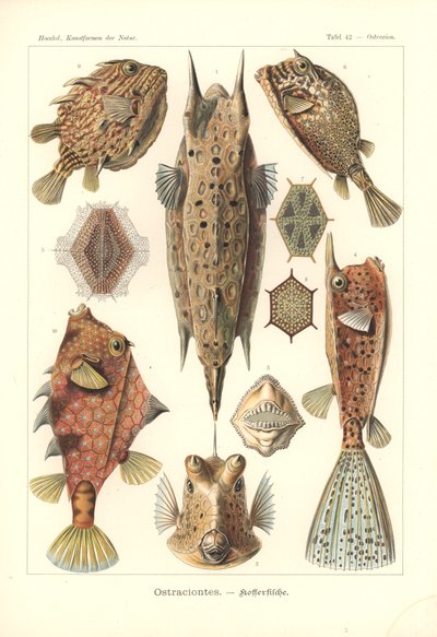 Ostracion - teleostei, Pl.42 da 