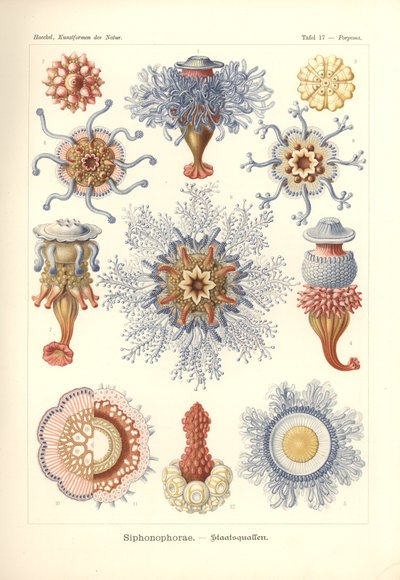Sifonofore - Meduse, da 