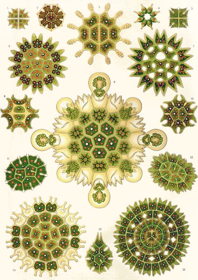 Varietà di Pediastrum da 