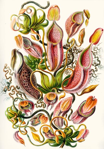 Una collezione di Nepenthaceae da 