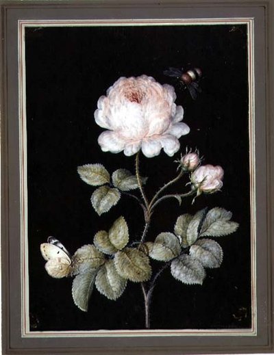 Rosa con bombo e farfalla da Ernst Friedrich Carl Lang