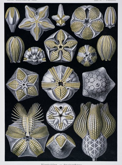 Blastoidea, tavola da Artforms of Nature, c.1899-1904 da Ernst Haeckel