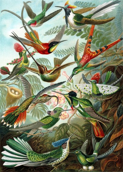 Esempio dalla famiglia Trochilidae, 