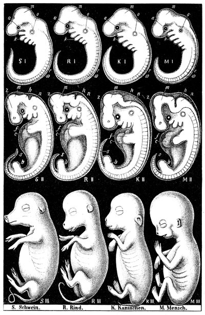 Confronto degli embrioni di maiale, mucca, coniglio e uomo di Haeckel da Ernst Haeckel