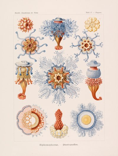 Kunstformen der Natur, 1899-1903 da Ernst Haeckel