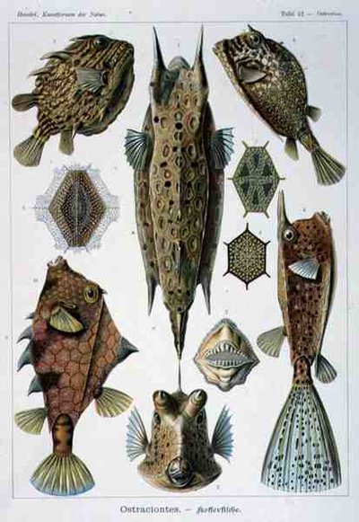Ostraciontes, tavola da Artforms of Nature da Ernst Haeckel