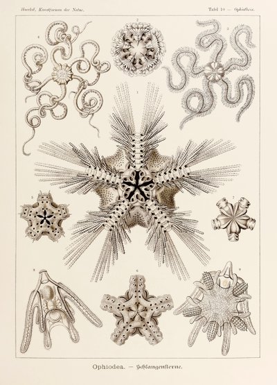 Tavola 10 Ophiothrix Ophiodea da 