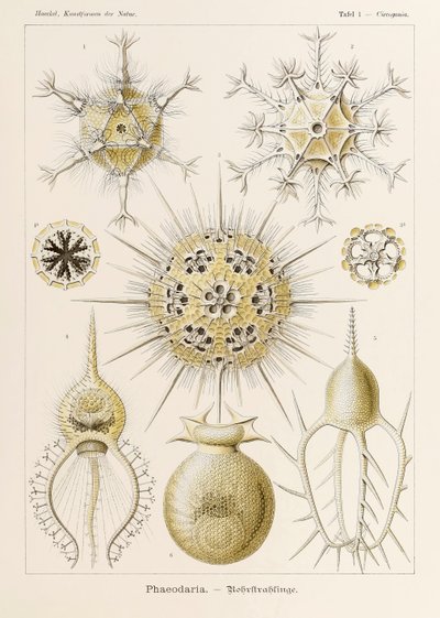 Tavola 1 Circogonia Phaeodaria da 