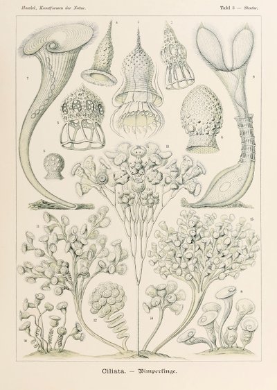 Tavola 3 Stentor Ciliata da 