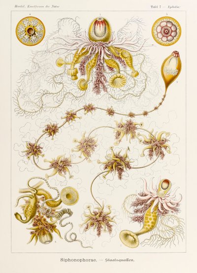 Tavola 7 Epibulia Siphonophorae da 