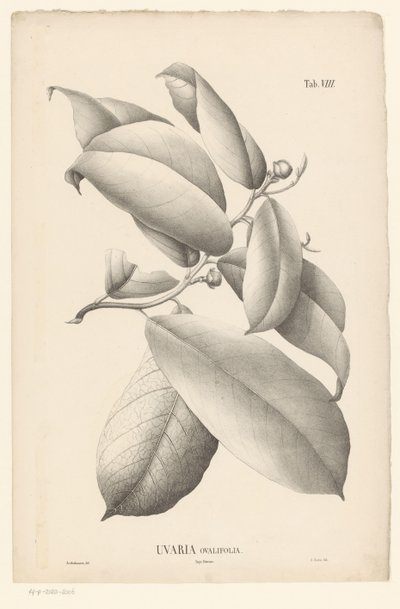 Ramo con foglie e boccioli di fiori (Uvaria Ovalifolia) da Ernst Philipp Sixtus