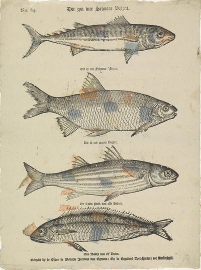 Questi sono quattro bei pesci da Erven de Weduwe Jacobus van Egmont