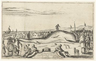 Balena arenata sulla spiaggia di Noordwijk, 1614 da Esaias van de Velde