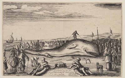 Capodoglio spiaggiato a Noordwijk da Esaias van den Velde I