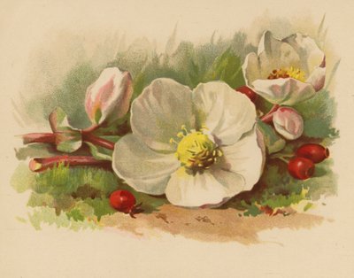 Rosa di Natale e Bacche da Ethel C. Nisbet