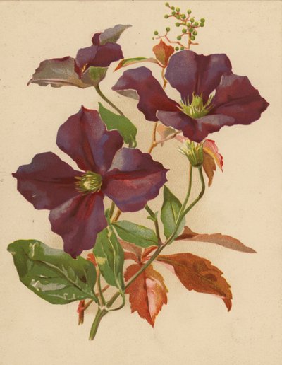 Clematide e vite americana da Ethel C. Nisbet