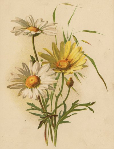 Margherite da Ethel C. Nisbet