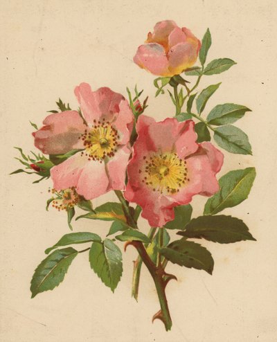 Rose Canine da Ethel C. Nisbet