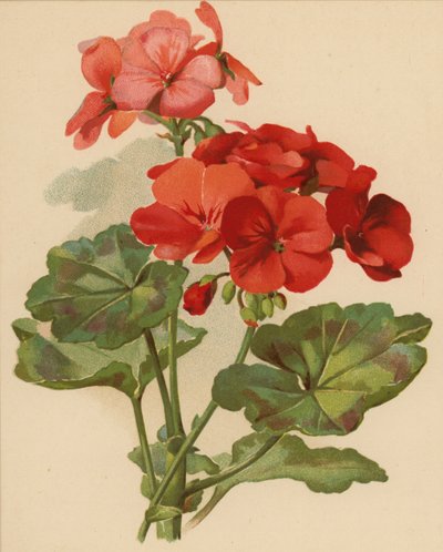 Geranio (cromolitografia) da Ethel C. Nisbet