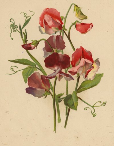 Piselli Odorosi da Ethel C. Nisbet