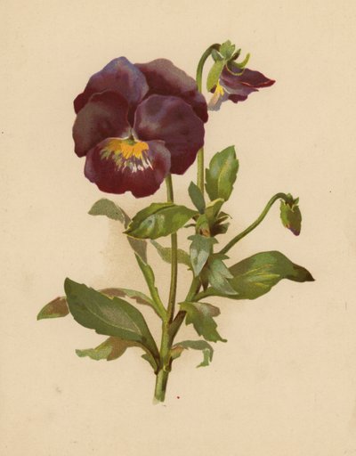 La Viola del Pensiero da Ethel C. Nisbet