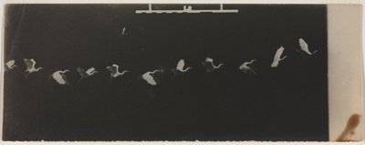 Cronofotografia di un Airone in Volo da Etienne Jules Marey