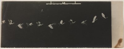 Cronofotografia di un airone in volo da Etienne Jules Marey