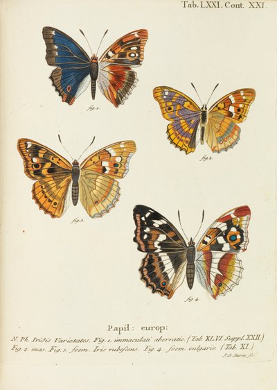 Die Schmetterlinge, 1777-1794 da Eugen Johann Christoph Esper