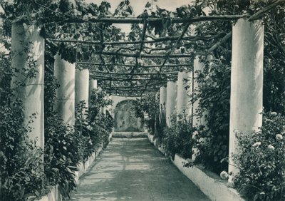 Pergola in un vigneto, Capri, Italia, 1927 da Eugen Poppel