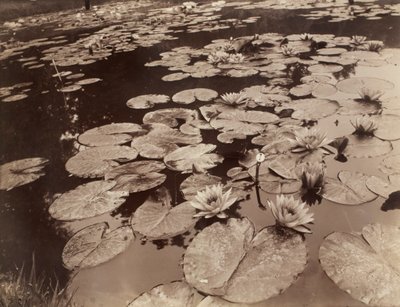 Ninfee (Bagatelle) da Eugène Atget