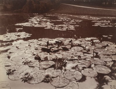 Ninfee da Eugène Atget