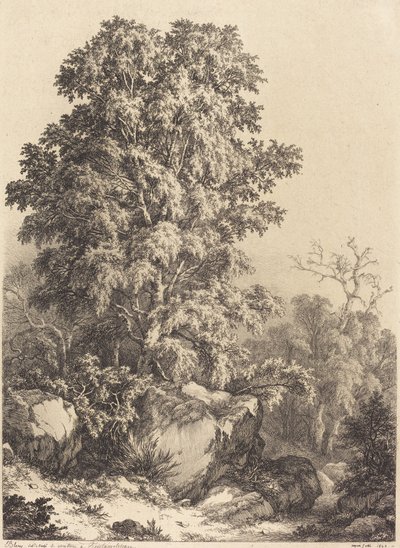 Boschetto di faggi, 1840 da Eugene Bléry