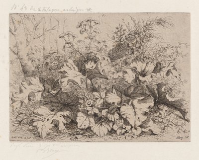 Bardana in fiore, 1858 da Eugene Bléry